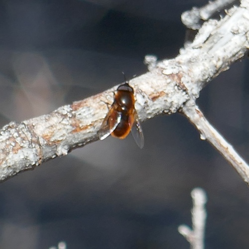 Unknown species found near Pima County, AZ, USA