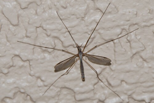 Unknown species found near California, US