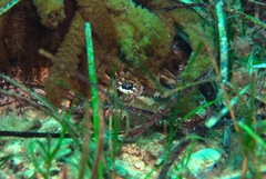 Platycephalidae