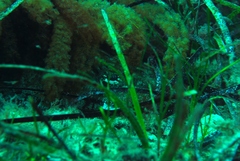 Platycephalidae
