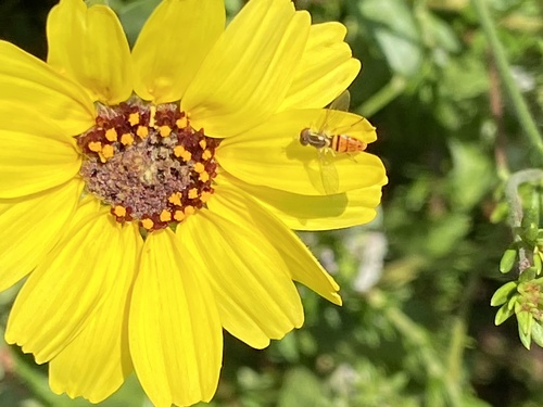 Unknown species found near Coto De Caza, CA 92679, USA