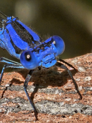 Vivid Dancer photographed in Utah