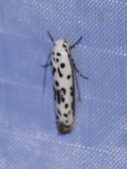 Ethmia bittenella