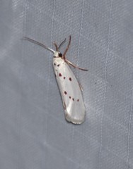 Enaemia basistriga