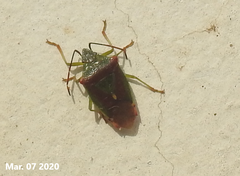 Acanthosoma spinicolle