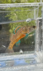 Watercress Darter photo 4