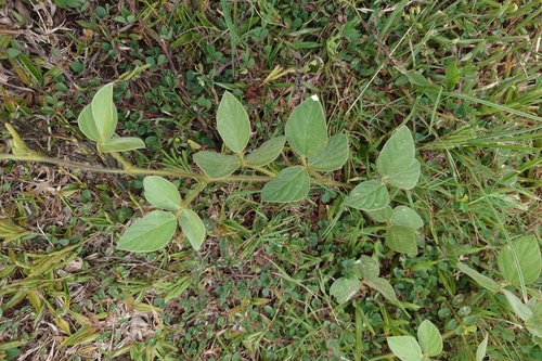 Calopo (Calopogonium mucunoides)