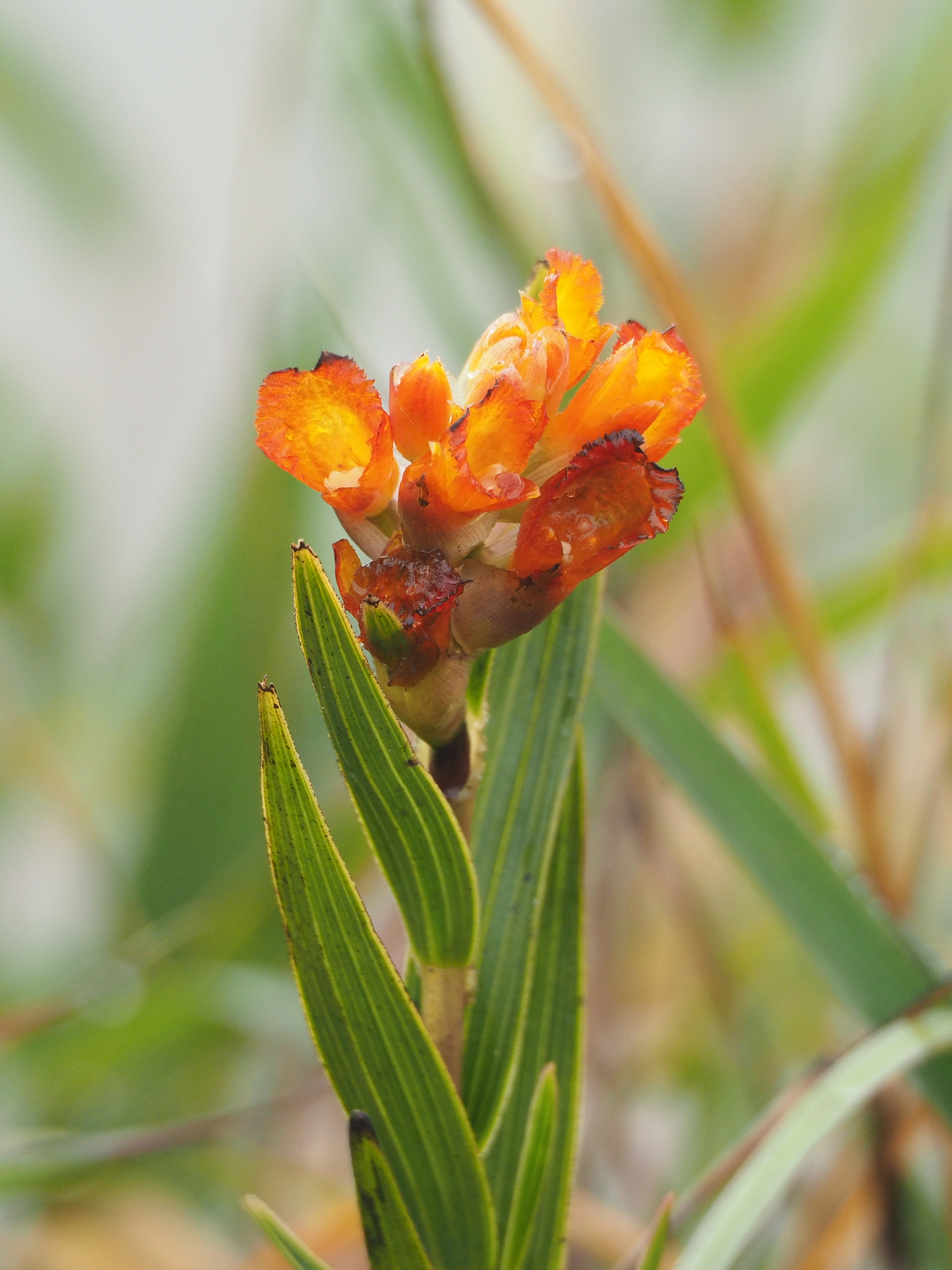 Elleanthus aurantiacus image