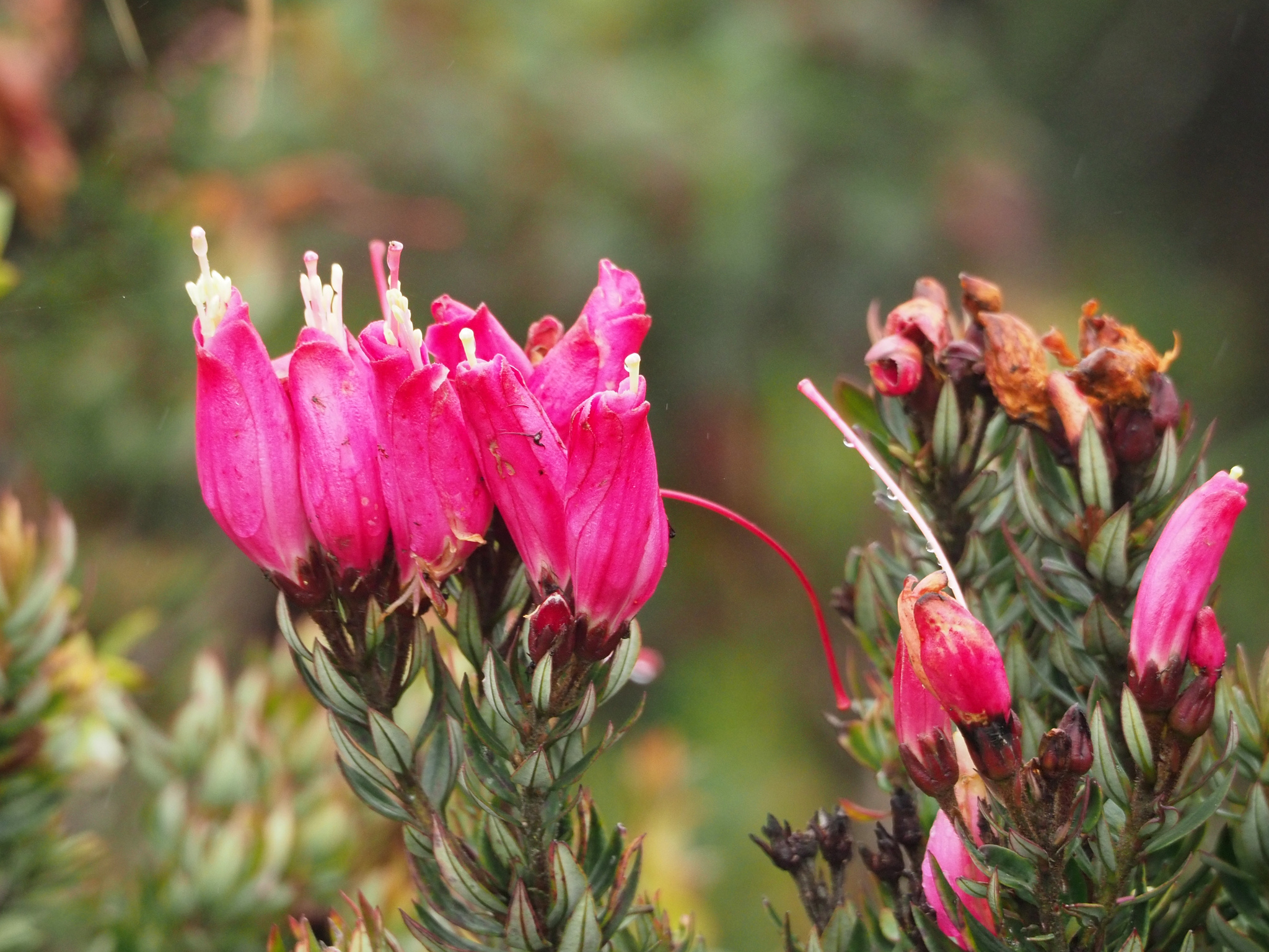 Bejaria resinosa image