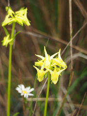 Image of Halenia weddelliana
