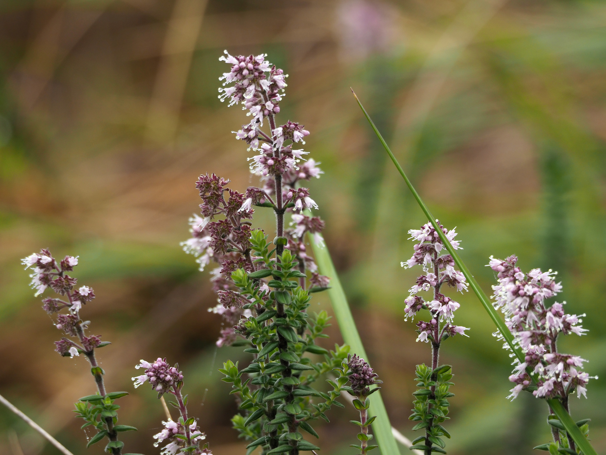 Valeriana microphylla image