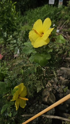 Hibiscus brackenridgei observed 2026-03-25