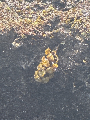 Turbinaria observed 2026-03-25