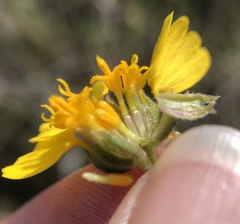 Madia radiata