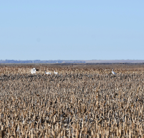 Whooping Crane photographed in Kansas