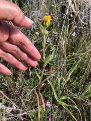 Madia radiata