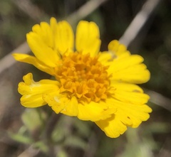Madia radiata
