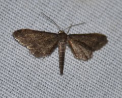 Protoproutia laredoata