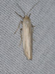 Crambidia
