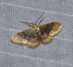 Idaea scintillularia