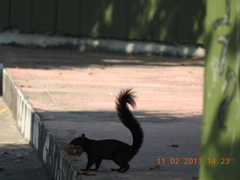 Sciurus aureogaster nigrescens