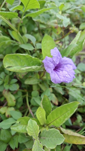 Ruellia tuberosa
