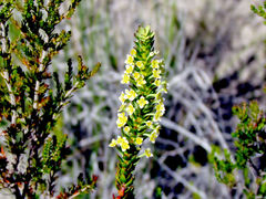 Struthiola macowanii
