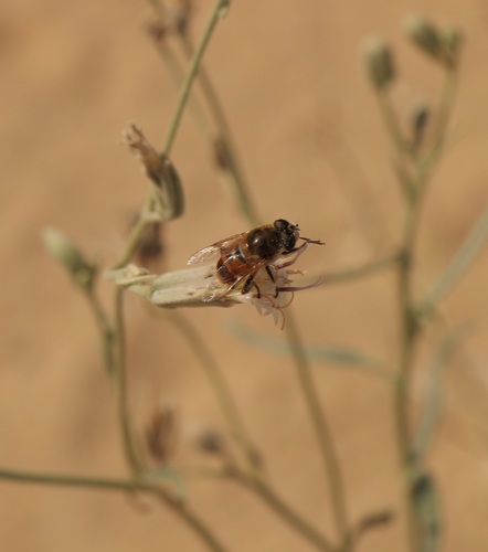 Unknown species found near Imperial County, CA, USA