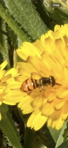 Unknown species found near Los Peñasquitos Canyon Preserve, San Diego, CA, US