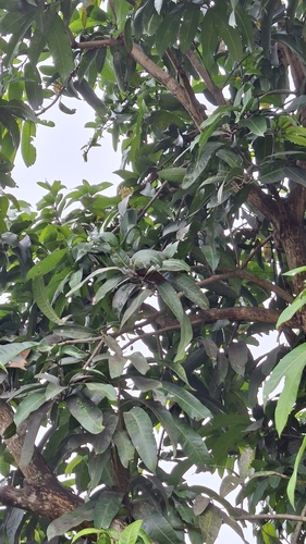 Mangifera indica