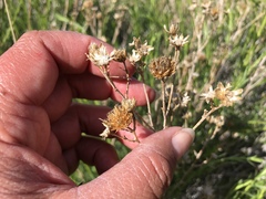 Eastwoodia elegans