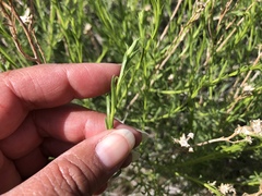 Eastwoodia elegans