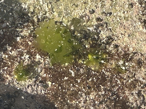 Ulva lactuca observed 2026-03-25