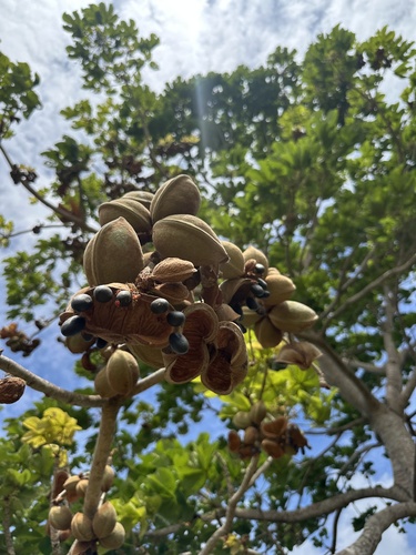 Panama tree (Sterculia apetala)