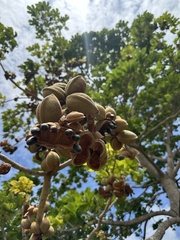 Sterculia apetala, photograph (c) Nicolás Baresch Uribe, some rights reserved (CC BY)