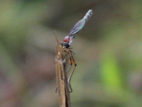 Unknown species found near Martin County, FL, USA