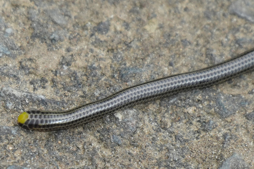 Photo of a Common Peru Blind Snake (Epictia diaplocia)