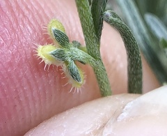 Pectocarya anisocarpa