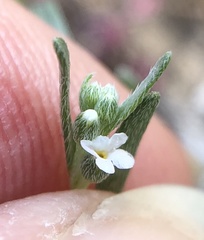 Pectocarya anisocarpa