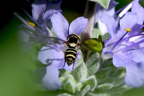 Unknown species found near 33rd St, East Sac, CA, USA