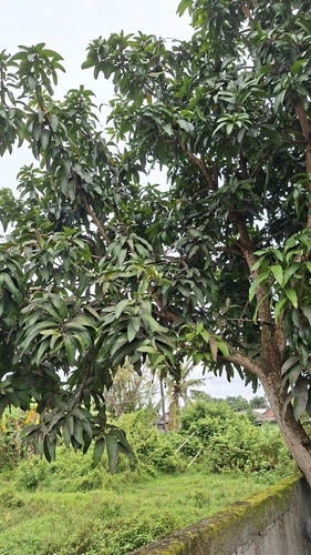 Mangifera indica