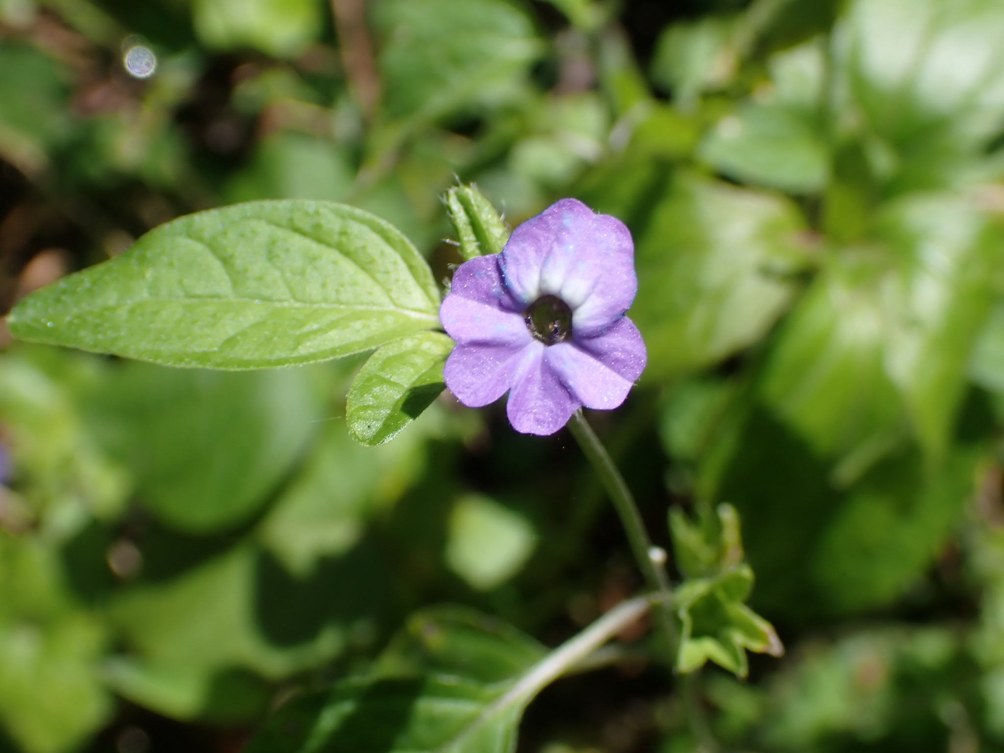 Jamaican Forget-Me-Not (Browallia americana)