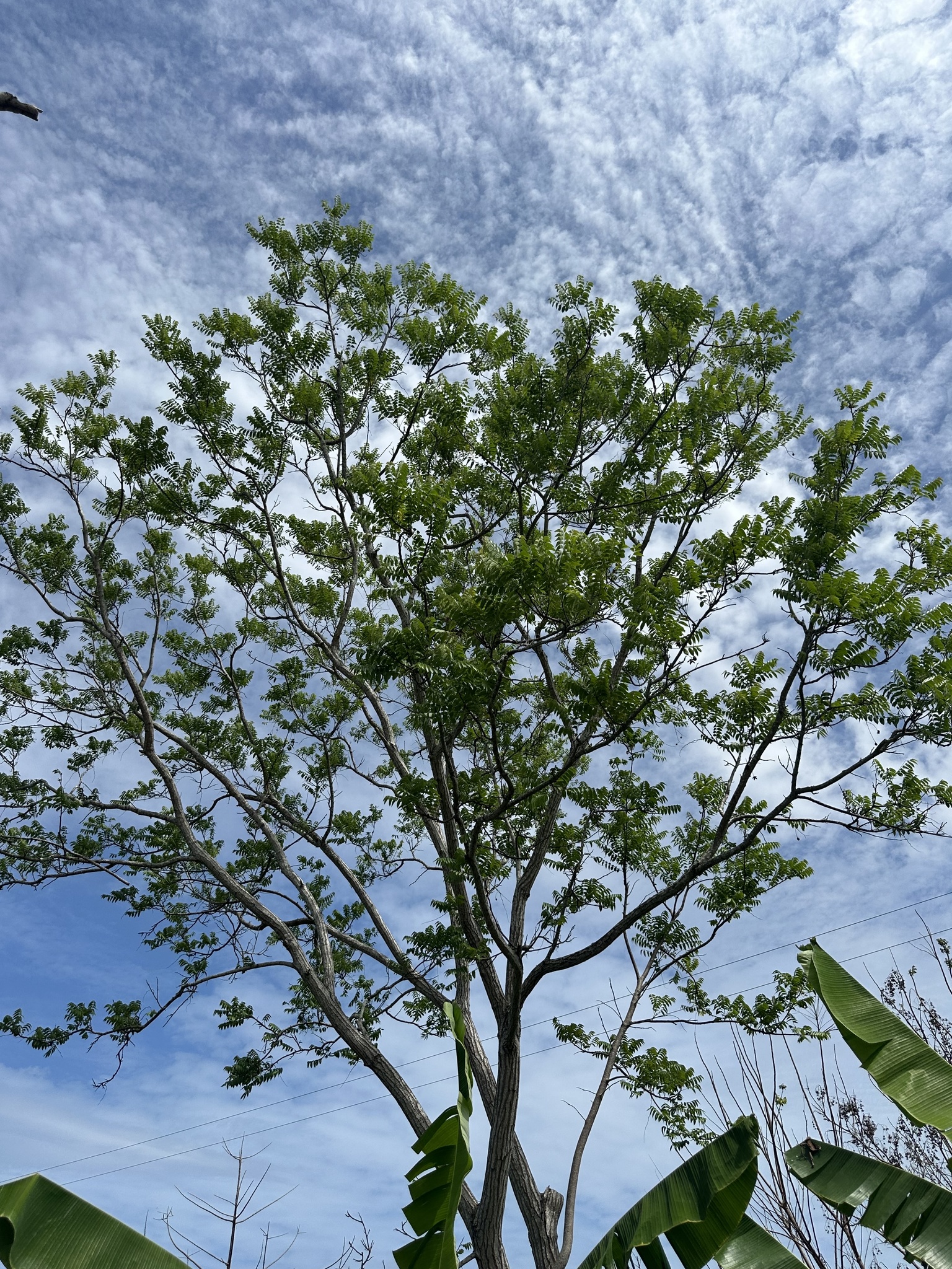 Spanish Cedar (Cedrela odorata)