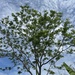 Cedro