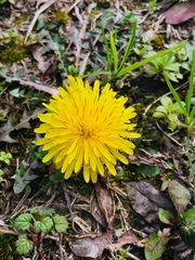 Taraxacum mongolicum