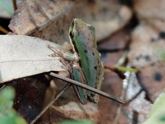 Litoria fallax