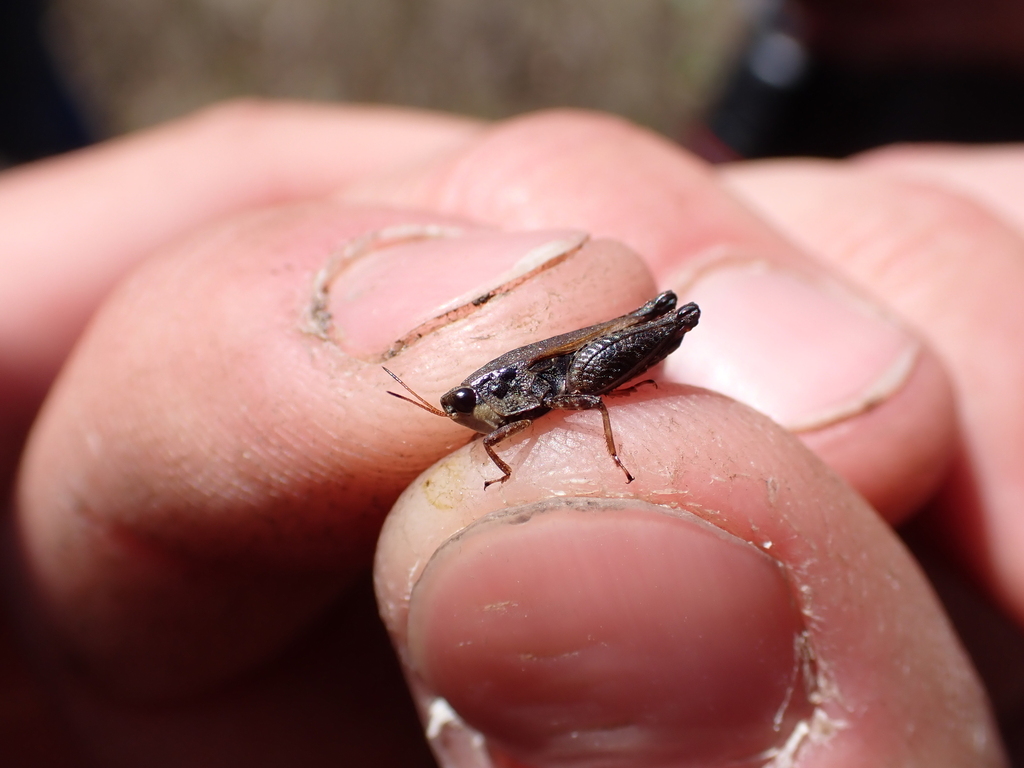 Tettigidea prorsa