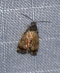 Tripudia goyanensis