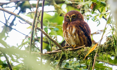 Glaucidium jardinii