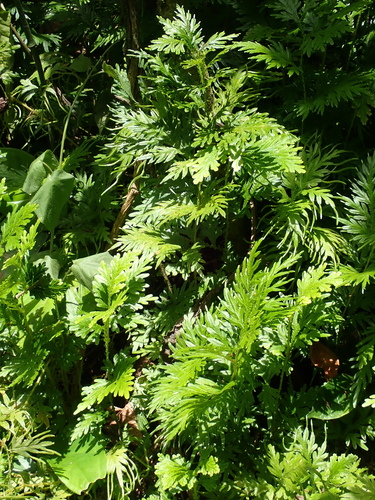 Selaginella plana, photograph 2